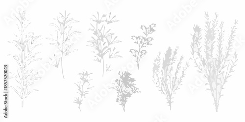 Delicate botanical illustration featuring various wildflowers and leafy plant elements