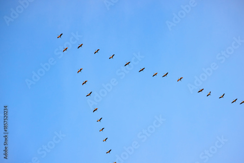 Schilderij op canvas A flock of migratory birds, cranes, fly in a V-formation against a blue sky