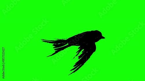 Animation flying silhouette swallow bird in sketch grunge style. Loopable 2d motion element or alpha channel. Abstract art character isolated on green screen background.