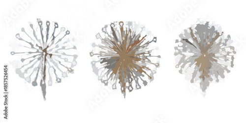 Three dandelion seed heads in varying stages of dispersal on black background