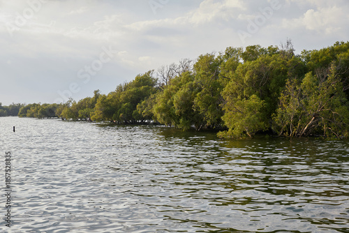 Tropical mangrove forest in tropical sea with sunset