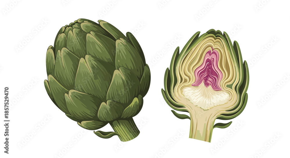 Obraz premium Realistic color illustration of a whole green artichoke alongside a cross-section showing its internal heart and leaves.