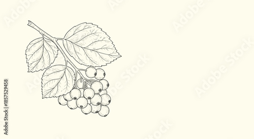 Detailed hand-drawn botanical illustration of a berry branch with leaves featuring intricate line work on a plain background.