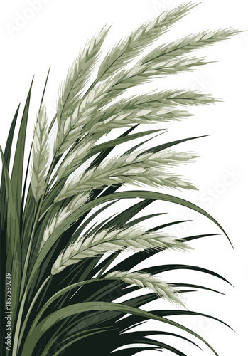 Create a Close up of ornamental grass swaying in the wind vector art with white background..
