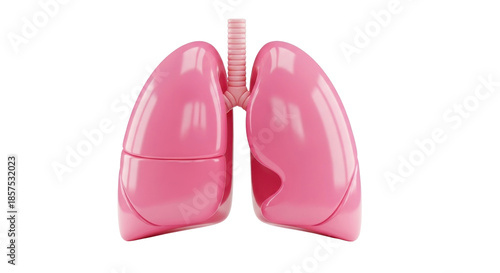 Realistic Pink Lungs Anatomy Illustration - Respiratory System