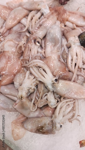 cold fresh squid on the market