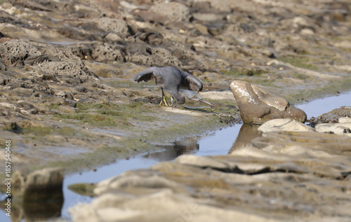 Wallpaper Mural 岩場で狩りをするクロサギのダイナミックなポーズ Torontodigital.ca