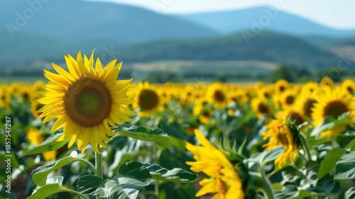 Golden Field of Blossoms: A vibrant field of sunflowers stretches towards the clear blue sky, presenting a perfect blend of natural beauty and sunny delight.