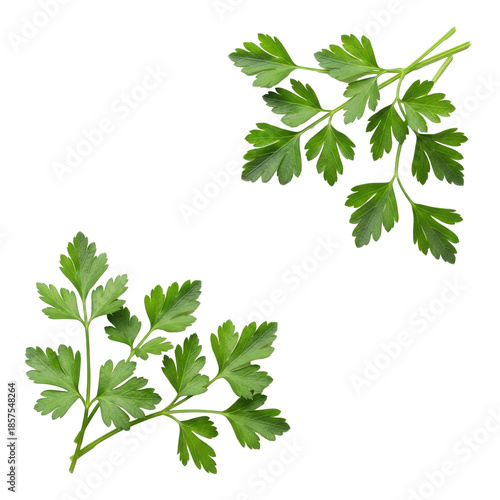 Vibrant green flat-leaf parsley sprigs and loose leaves, intricately detailed, artfully arranged on a seamless transparent background with copy space, soft studio light, concept of healthy culinary