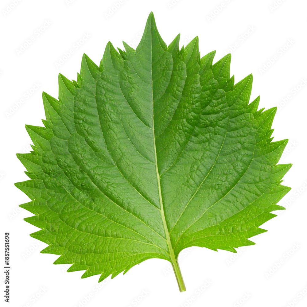 Fototapeta premium Green Shiso leaf isolated on white background