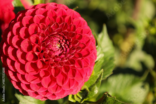 Wallpaper Mural red pompom dahlia close-up Torontodigital.ca