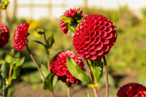 Wallpaper Mural Bright red pom-pom dahlias bloom in the garden Torontodigital.ca