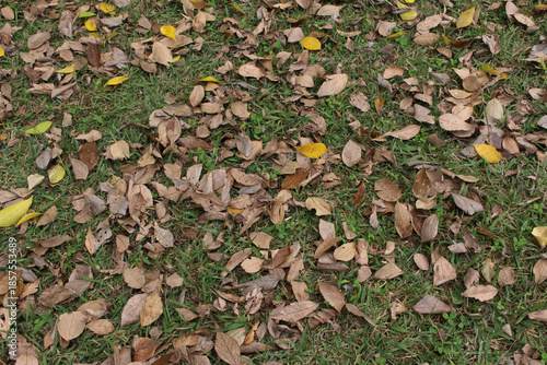 Wallpaper Mural Close up of fallen leaves on the grass in autumn background.	 Torontodigital.ca