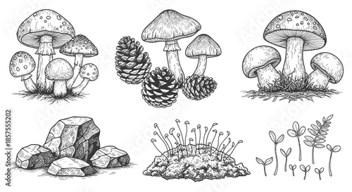 Collection of hand-drawn natural forest elements and fungi sketches