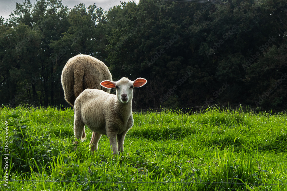 Naklejka premium sheeps in the field