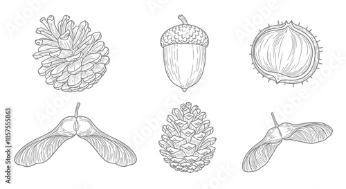 Autumn forest seeds and cones in detailed line art illustration