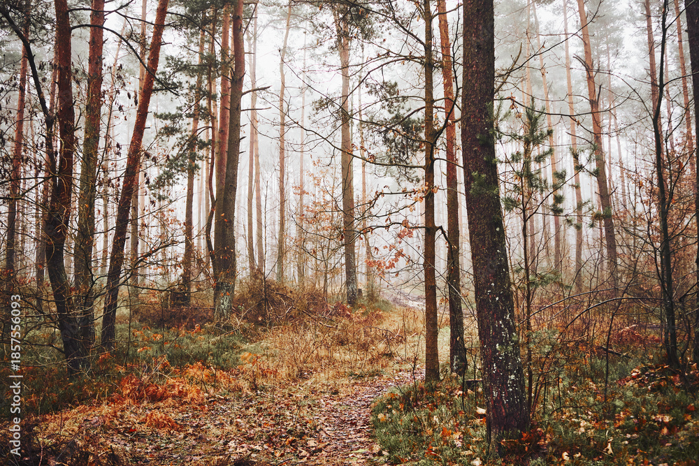 Fototapeta premium leśna ścieżka,mgła