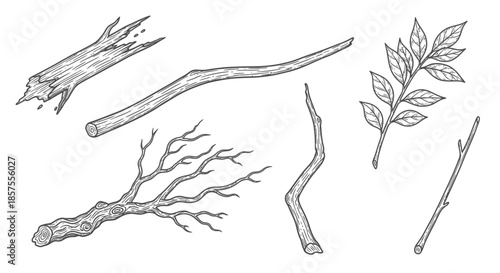 Set of sketch drawings featuring natural tree branches and leaves