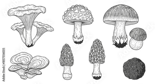 Variety of hand-drawn wild forest mushrooms and fungi set