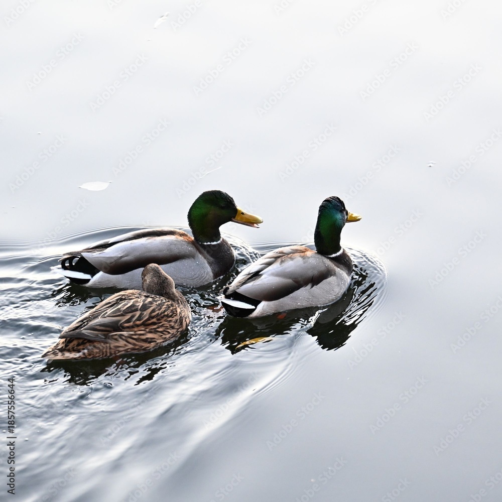 Fototapeta premium Stockenten