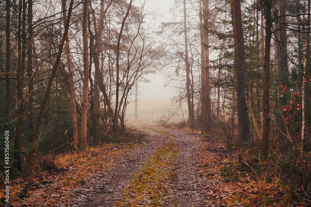 Obraz premium leśna droga,mgła
