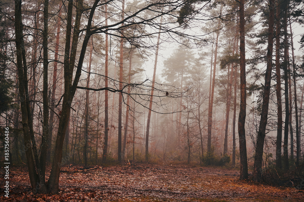 Fototapeta premium las,mgła
