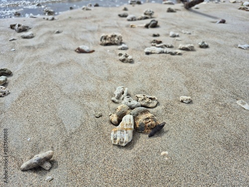 Scattered coral stones on sandy beach near shoreline, creating natural texture, coastal pattern, and calm seaside atmosphere