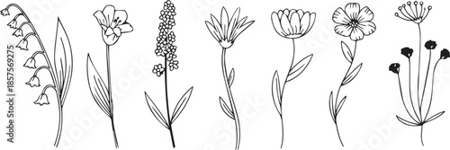 flower floral outline collection lily lavender bellflower sketches