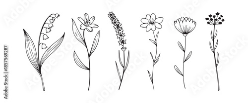 flower botanical illustration six floral silhouettes vector set