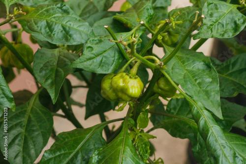 Cuadro en lienzo Habanero chili peppers growing on the plant