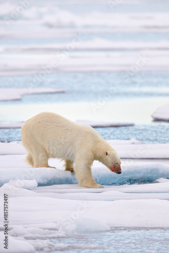Polar bear on the blue ice. Bear on drifting ice with snow, white animals in nature habitat, Svalbard, Norway. Animals playing in sea ocean. Arctic wildlife. Snow and ice.