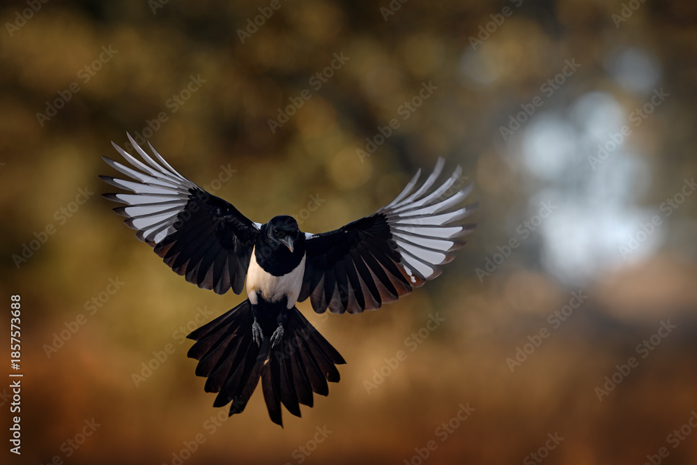 Obraz premium Magpie flight, Pica pica, black and white bird with long tail, in the nature habitat, clear background. Wildlife scene fly from nature, dark green forest. European magpie, hot day in Spain, Europe.