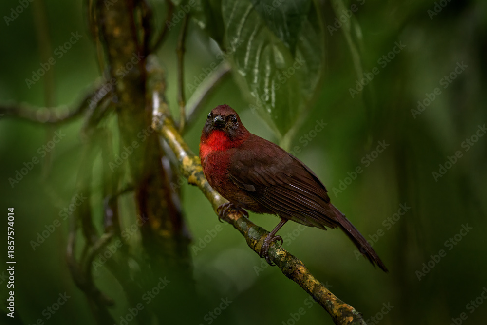 Obraz premium Red-throated ant-tanager, Driophlox fuscicauda, red brown passerine bird, in the nature habitat. Tanager sititng on the branch in the dark tropic forest, Costa Rica.