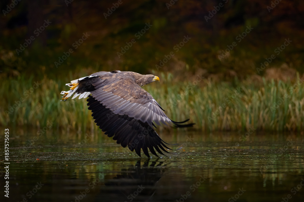 Fototapeta premium White-tailed Eagle, Haliaeetus albicilla, fly above water, bird of prey with forest in background, animal in nature habitat, wildlife, Norway. Eagle in water lake, flight - big wings.