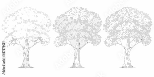 Three grayscale trees with varying canopy densities isolated on a white background