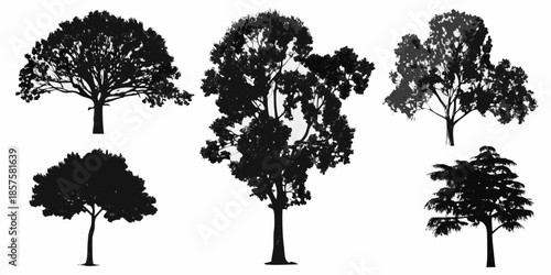 Silhouettes of various deciduous and coniferous trees against a white background