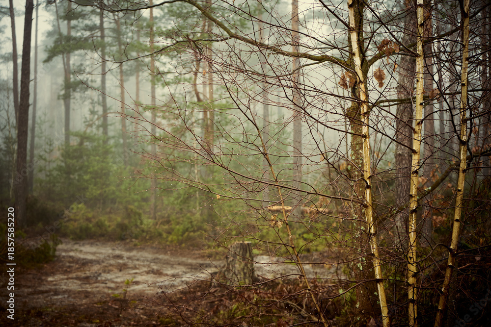 Obraz premium drzewa,mgła 