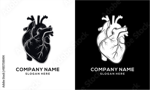 Anatomical Human Heart Vector Illustration for Medical and Health Concepts.