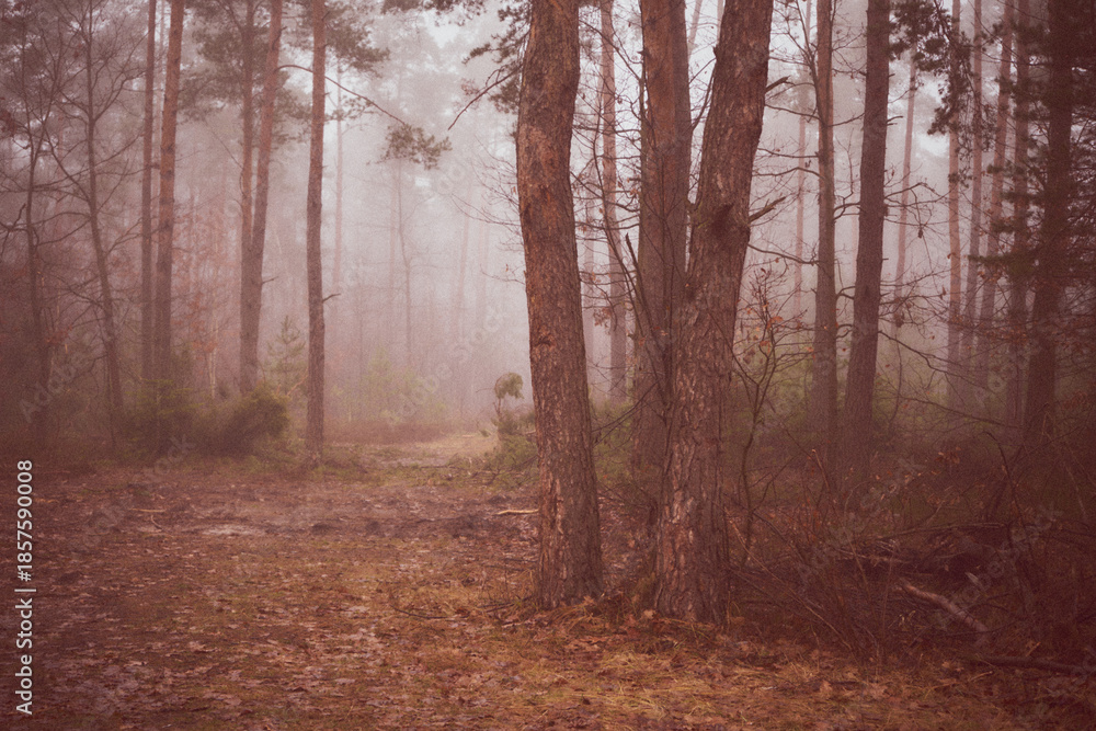 Obraz premium las,mgła 