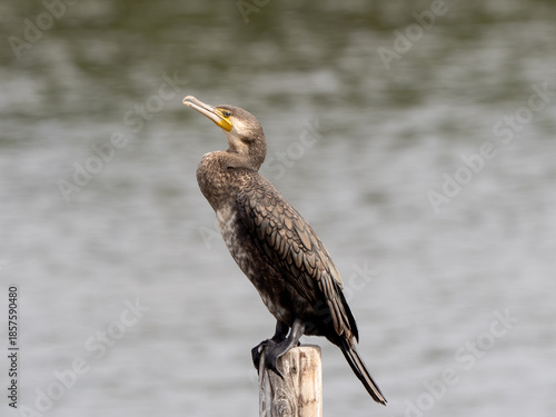 カワウポートレート