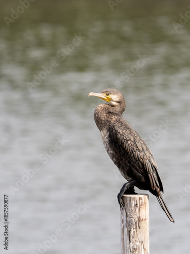 カワウポートレート