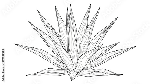 Detailed black and white line art illustration of a blue agave plant, showing its spiky succulent leaves in a hand-drawn style.