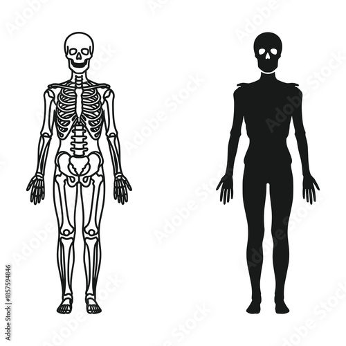 Human skeleton and silhouette