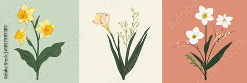 Three floral bouquets featuring yellow daffodils on green, pastel pink freesias on beige, and white narcissus flowers on a terracotta background with minimalist flat vector style and vintage aesthetic