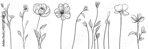 Minimalist continuous line drawing of wildflowers with delicate stems and petals in black sketch on white background for floral decor and design use
