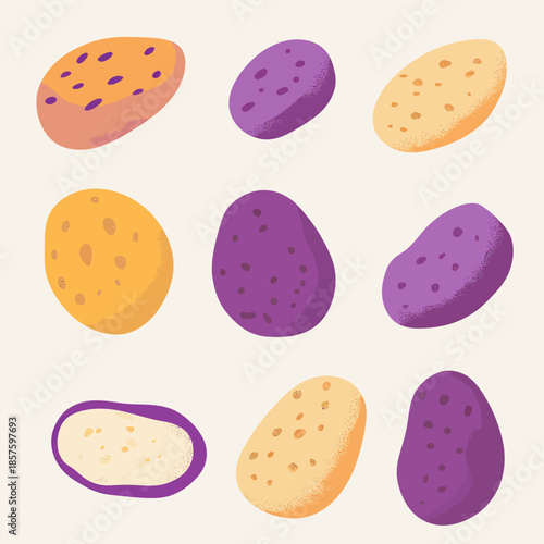 Colorful potato variety illustrations with orange, purple, yellow, and tan tubers in flat minimalist vector style isolated on light background for agriculture and food design