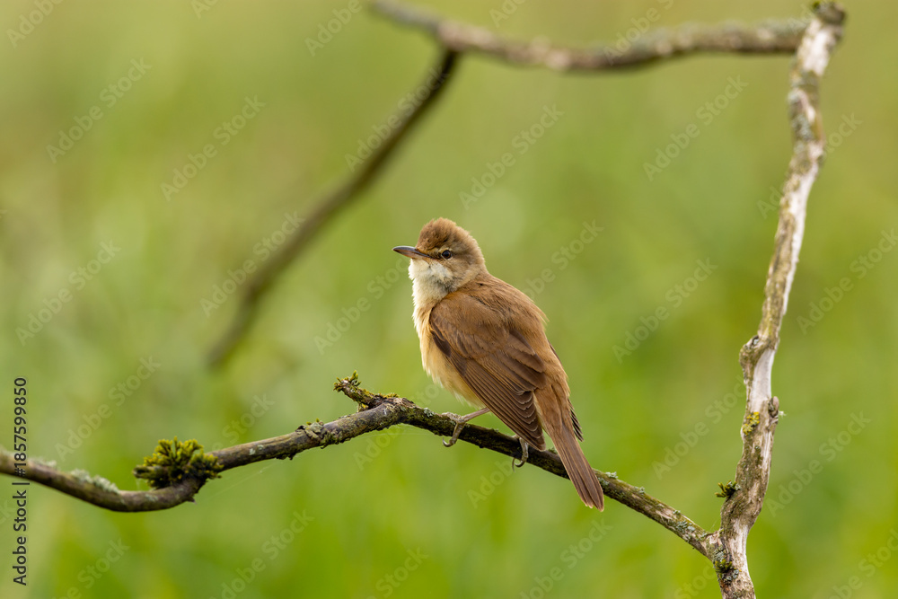 Obraz premium The great reed warbler (Acrocephalus arundinaceus) - male singing on a branch