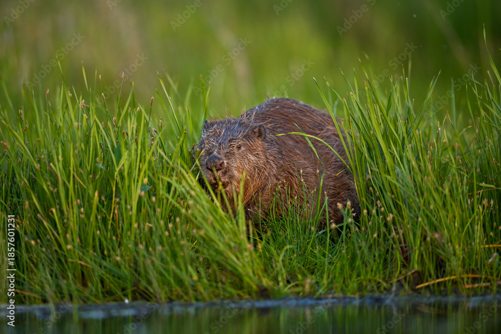 Obraz premium The Eurasian beaver (Castor fiber) - great european mammal