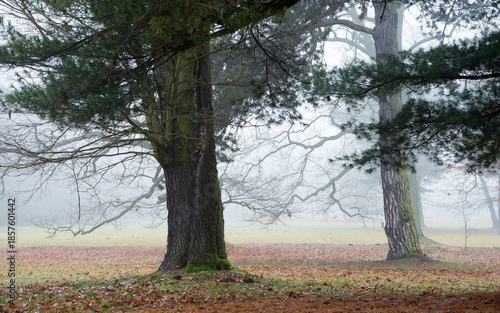 Drzewa iglaste we mgle jesienią