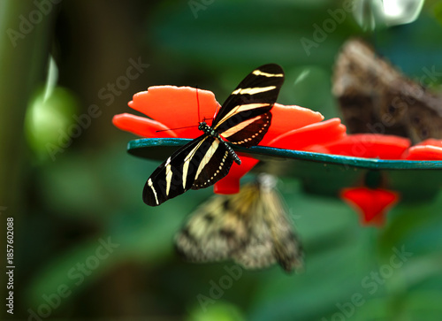 Mariposa cebra , Heliconius chariconius, posada en una flor  roja con fondo verde difuminado